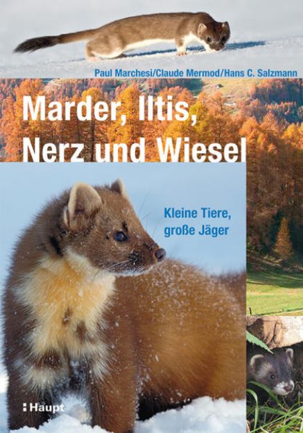 Bild zu Marder, Iltis, Nerz und Wiesel von Paul Marchesi